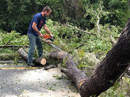  Westwood, KY Tree Services Pros