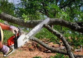 Best Tree Preservation Services  in Westwood, KY