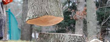 Best Tree and Shrub Care  in Westwood, KY