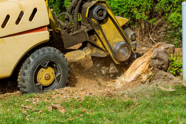 Best Lawn Disease Treatment  in Westwood, KY
