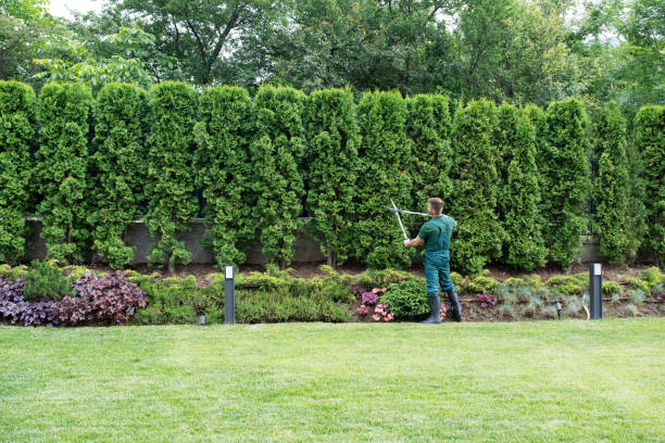 Best Lawn Renovation and Restoration  in Westwood, KY