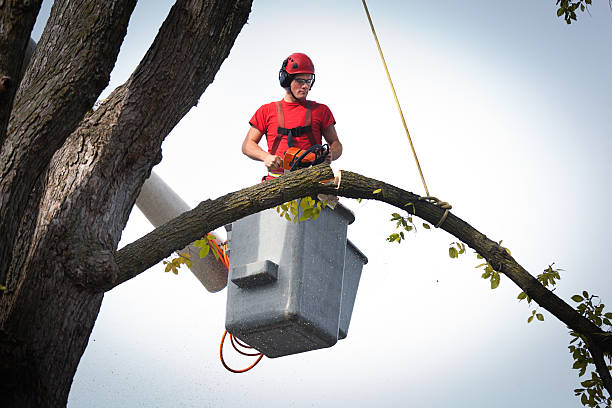 Best Stump Grinding and Removal  in Westwood, KY