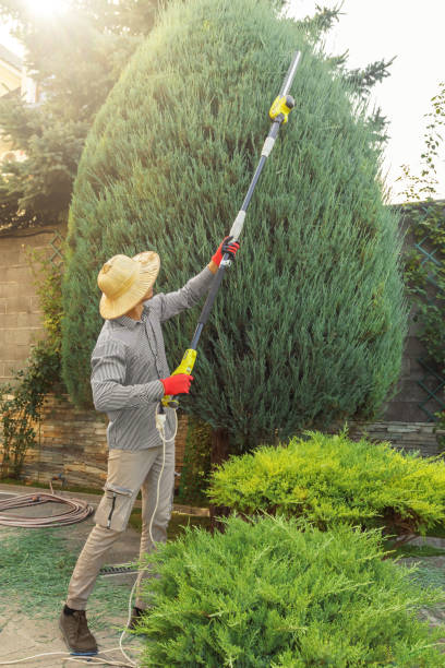 Reliable Westwood, KY Tree Services Solutions